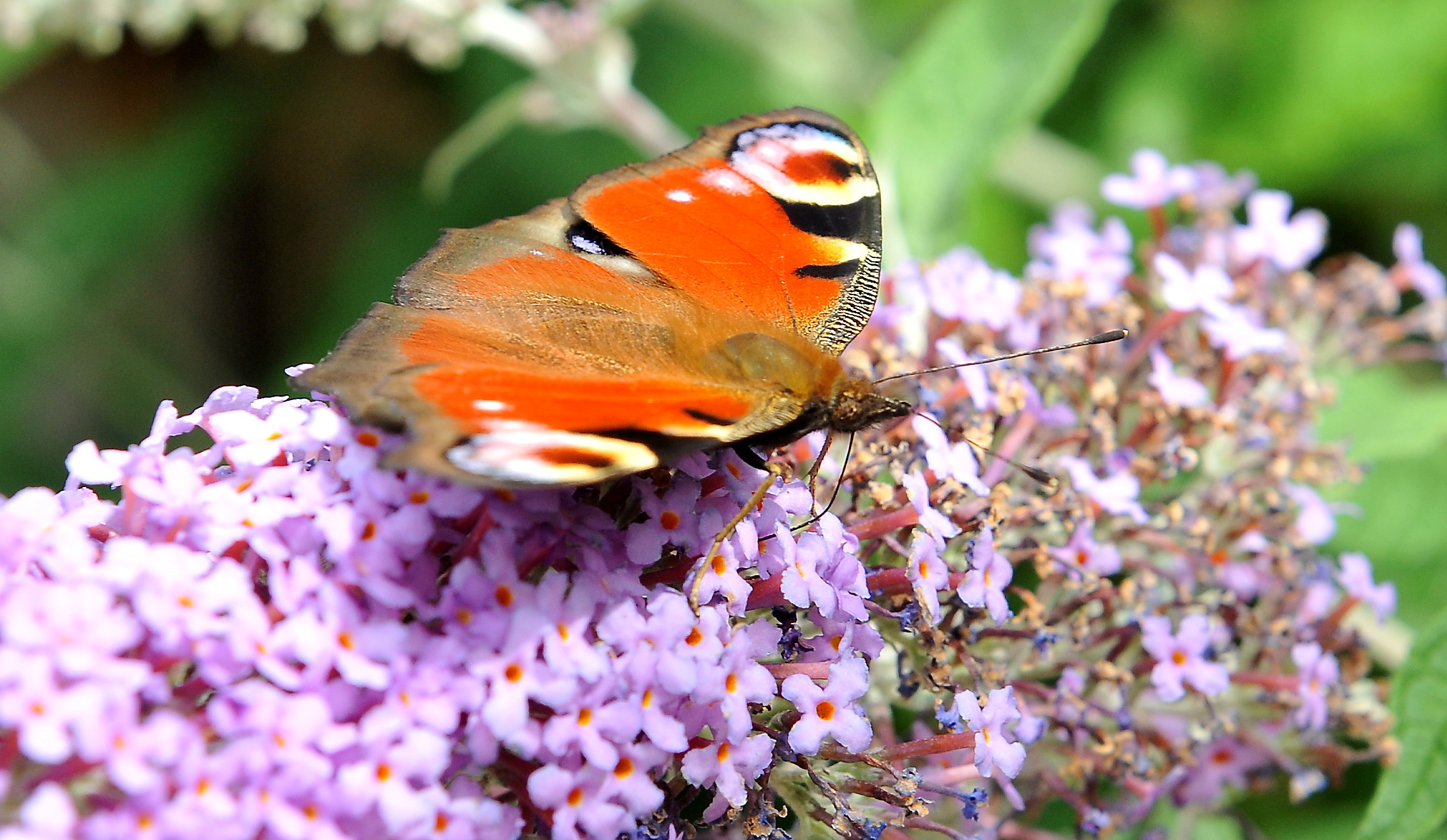 PICTURE ALEX HANNAM – Peacock Butterfly – Wildlife – STORY – Get Set 4 ...